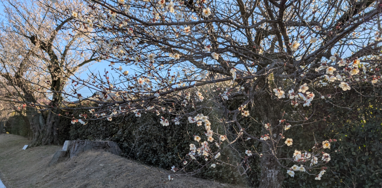 20260203徳川ミュージアム梅